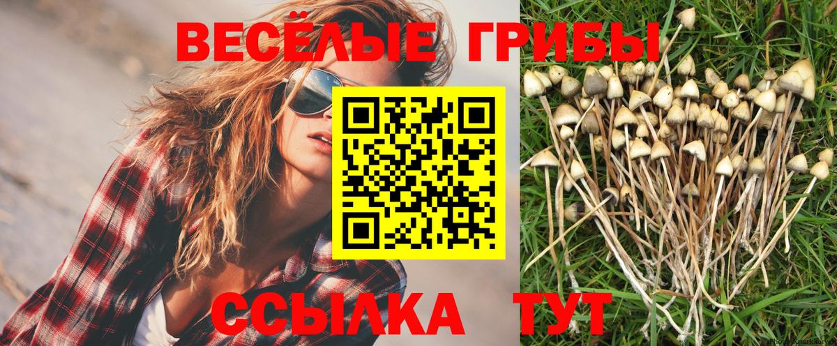 Псилоцибиновые грибы Psilocybe Владивосток