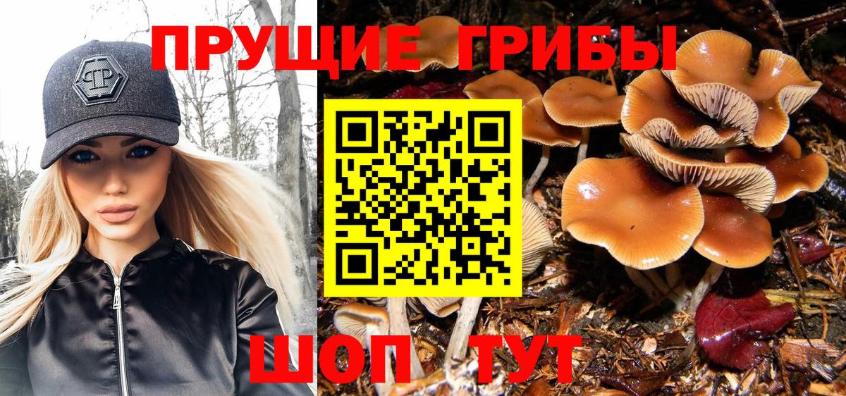 Псилоцибиновые грибы Psilocybe  Вход с VPN  Владивосток 